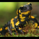 Salamandra