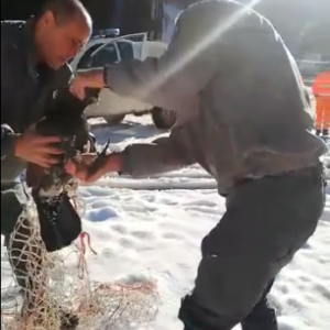 Il recupero dela gallo cedrone