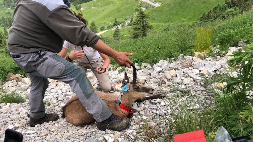 Studio del camoscio sul Monte Grappa, presentati i primi risultati del progetto con Uniss