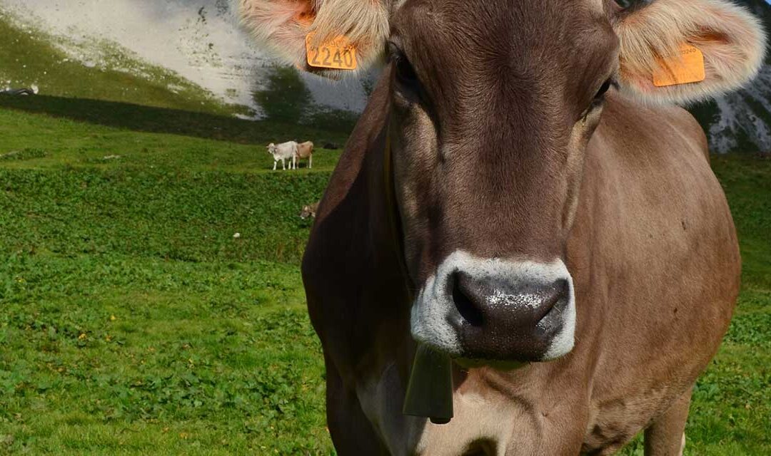 Dolomiti Bellunesi: ricerca e tutela della biodiversità grazie a nuove collaborazioni universitarie